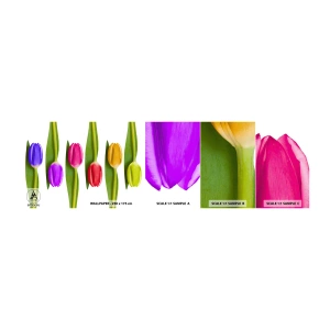 Fotótapéta Minta Standard Eco - Szivárvány kompozíció - Virágok, Tulipánok, Természet - 100x30 cm