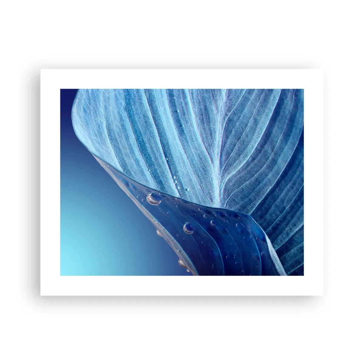 Poszter - A kék rejtett cseppjei - 50x40 cm