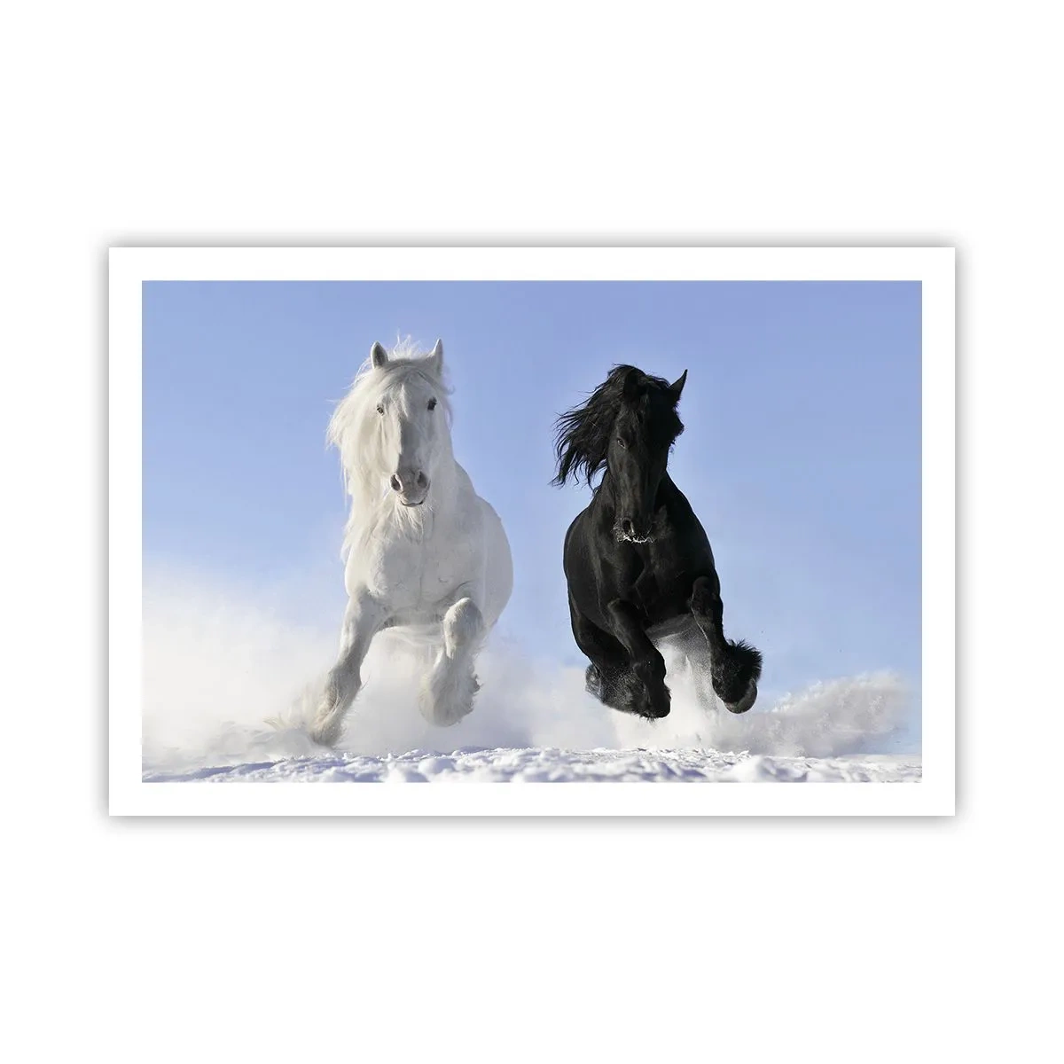 Poszter - Fekete-fehér galopp - 91x61 cm