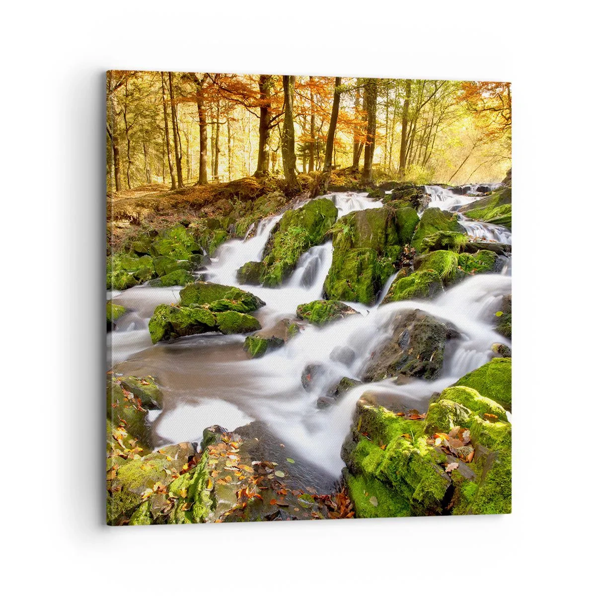 Vászonkép - Gyorsan át az őszi erdőn - 70x70 cm