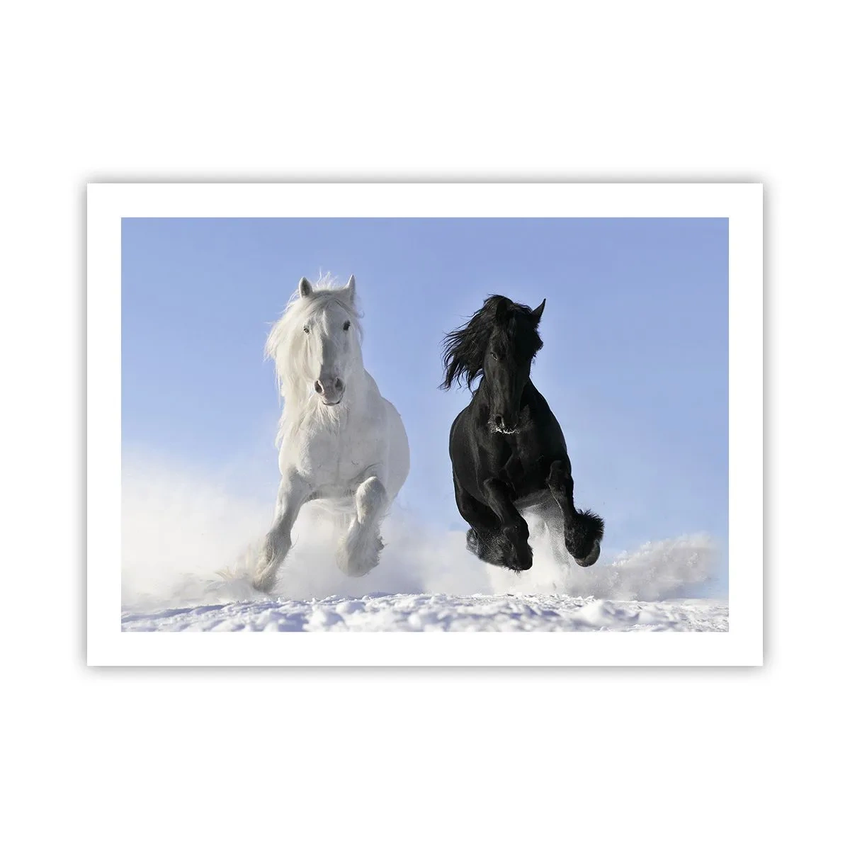 Poszter - Fekete-fehér galopp - 70x50 cm