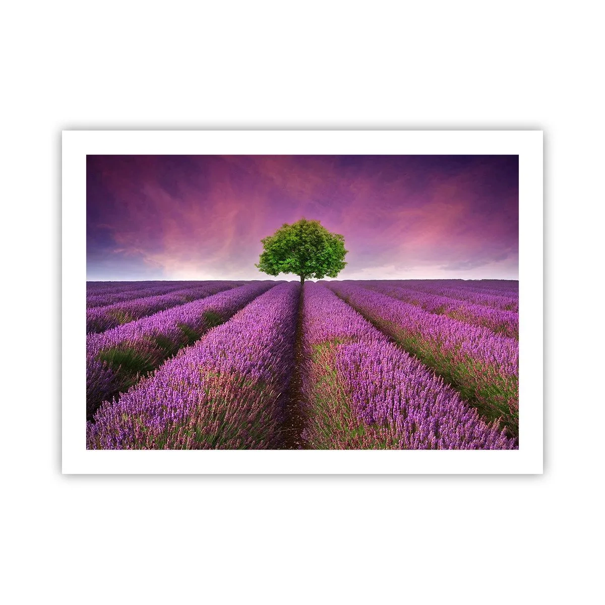 Poszter - Levendulaföldeken - 70x50 cm