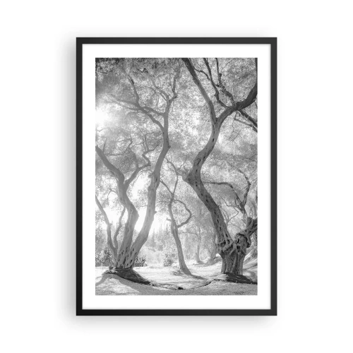 Poszter fehér keretben - Fekete-fehér fénykép kanyargós fákról a napfényben - 50x70cm - Egy olajfaligetben - Modern fali dekoráció nappalihoz és hálószobához ARTTOR