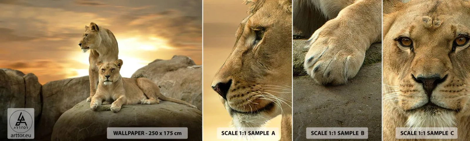 Fotótapéta Minta Öntapadós Deluxe Sticker - Királyi felség - Állatok, Oroszlán, Természet - 100x30 cm