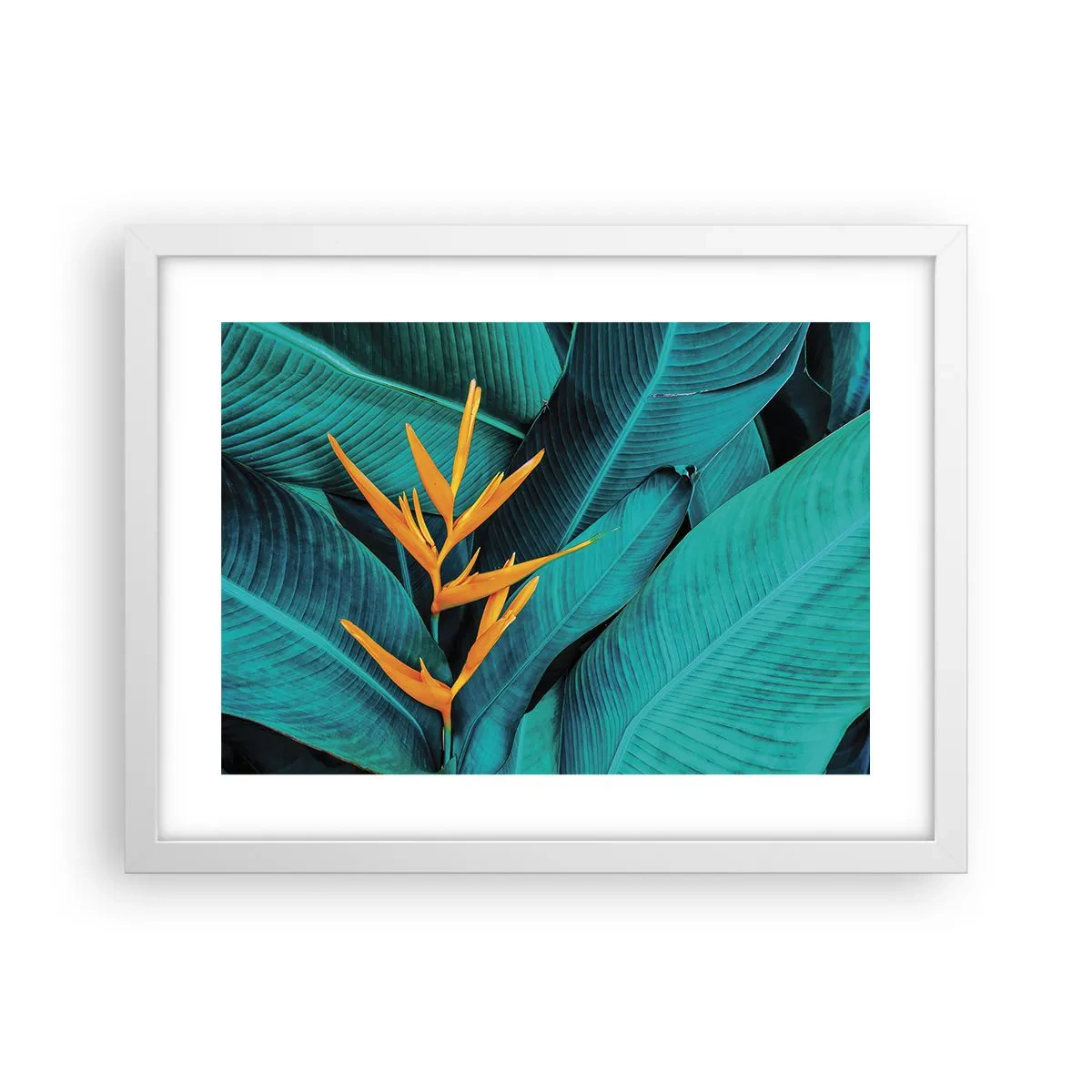 Poszter fekete keretben - Éden virága - 40x30 cm