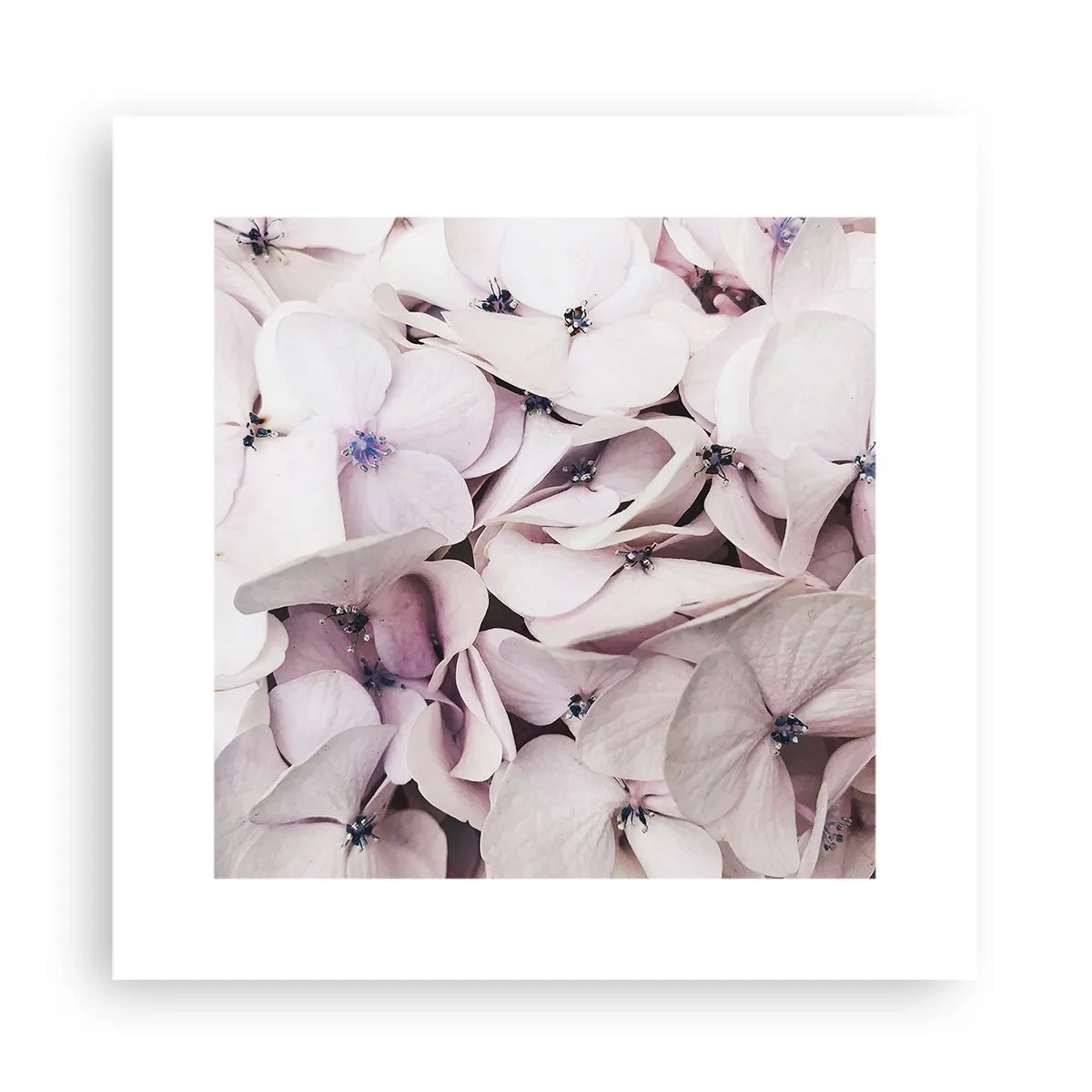 Poszter - A virágok áradatában - 30x30 cm