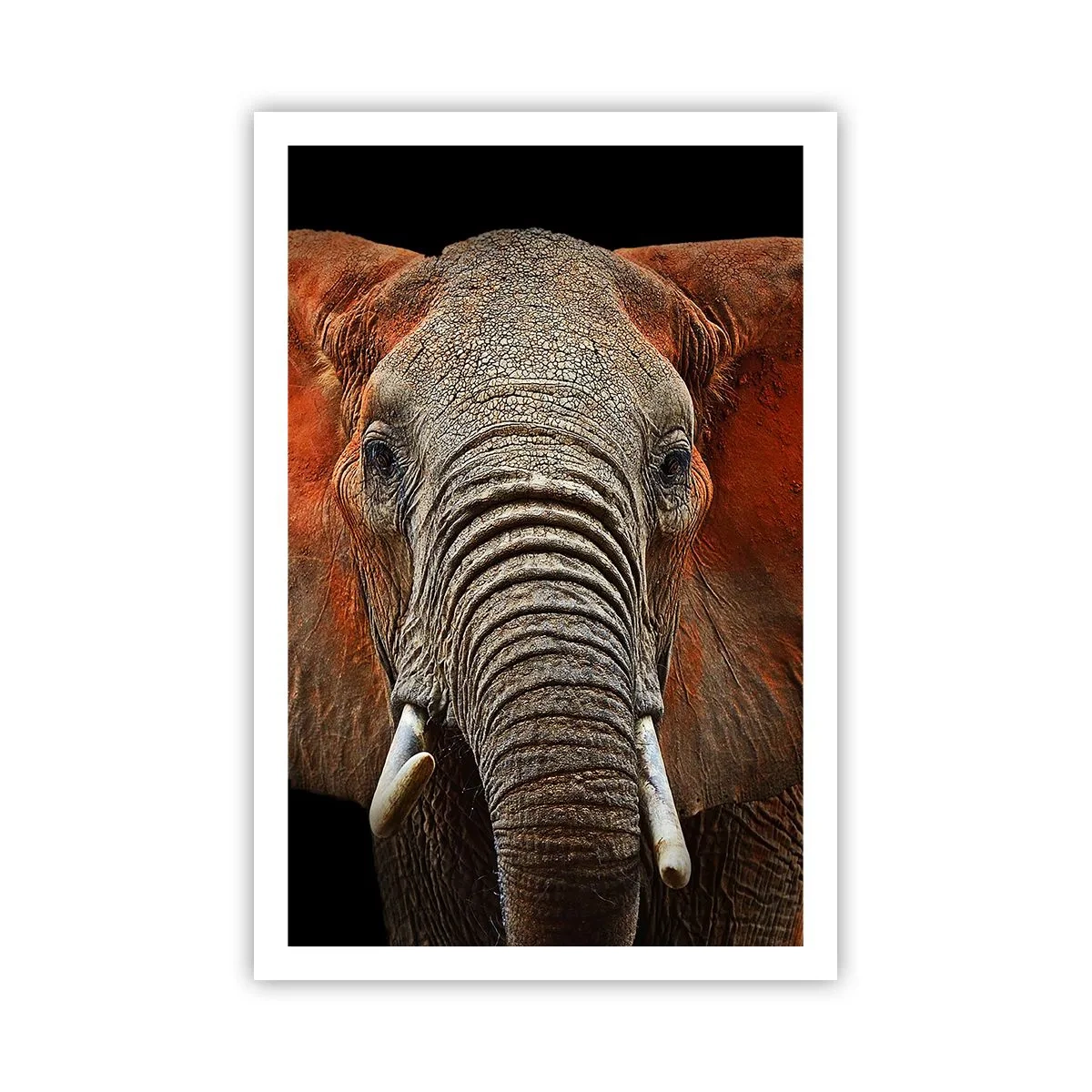 Poszter - Én vad vagyok, és te? - 61x91 cm