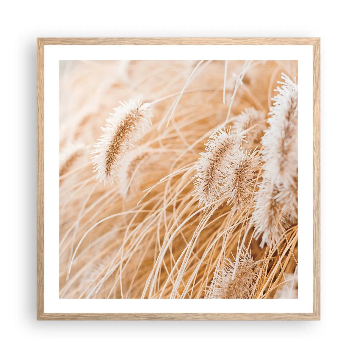 Poszter világos tölgy keretben - A fű arany susogása - 60x60 cm