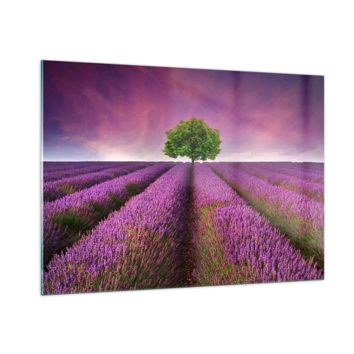 Üveg kép - Levendulaföldeken - 100x70 cm