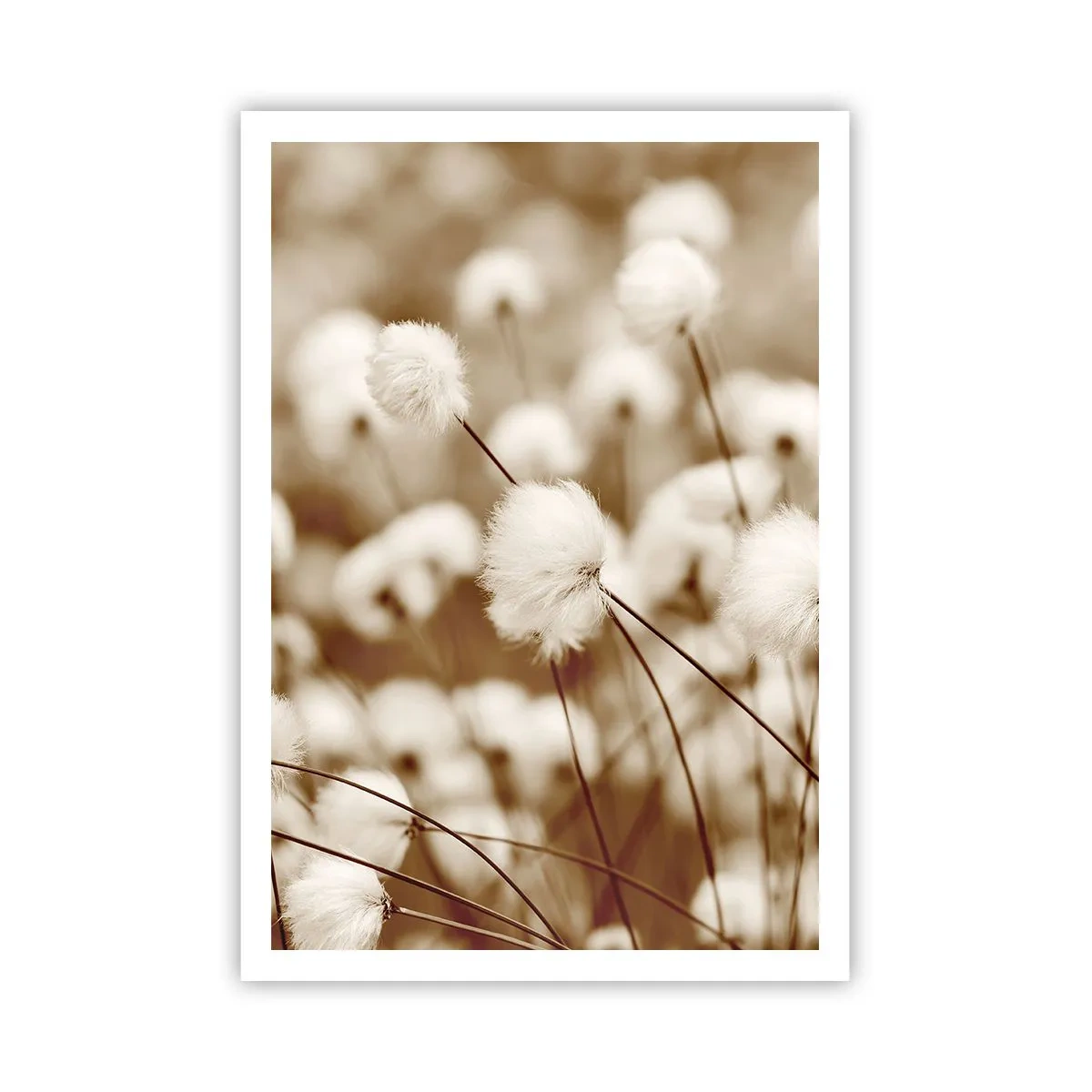 Poszter - Bolyhos termés - 70x100 cm