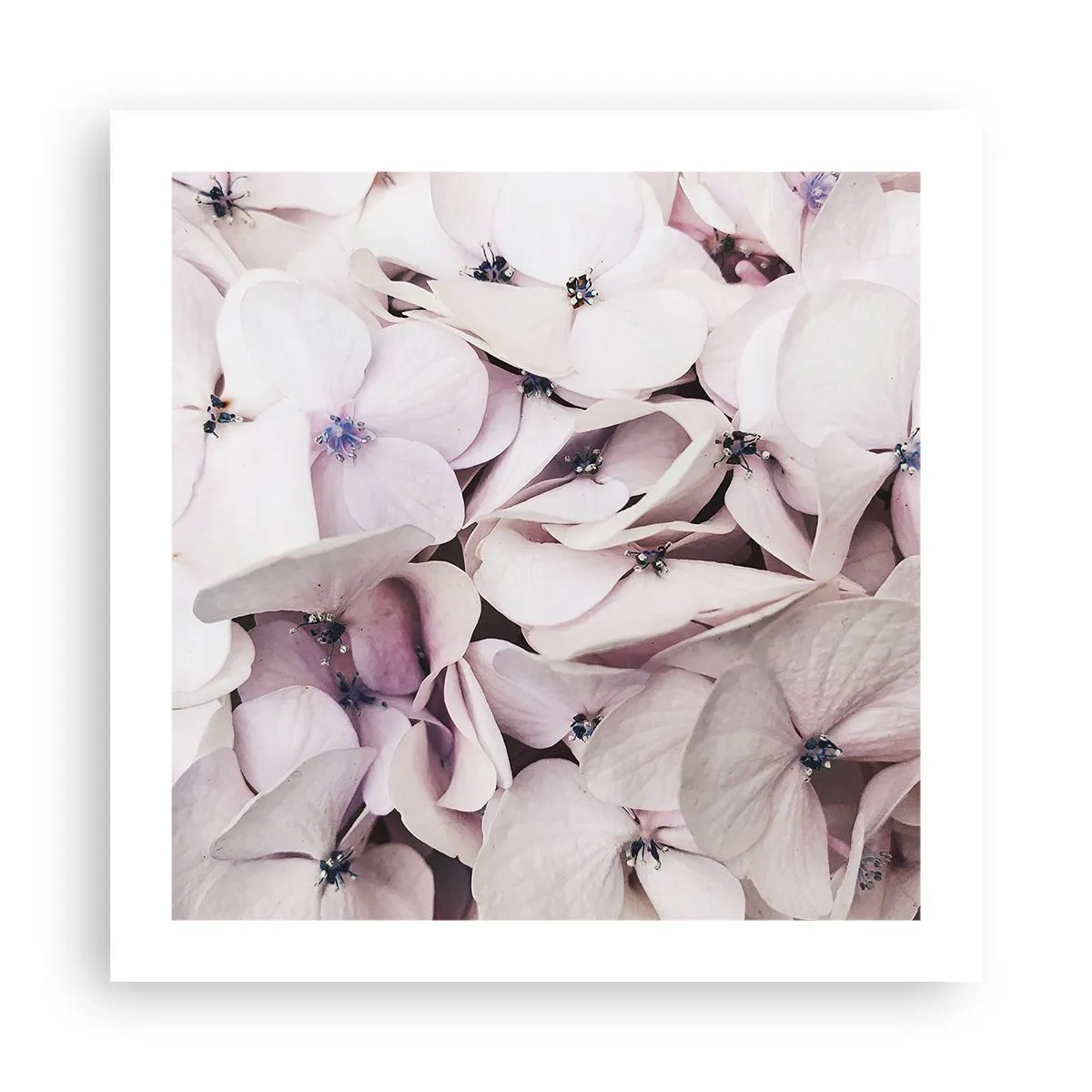 Poszter - A virágok áradatában - 50x50 cm