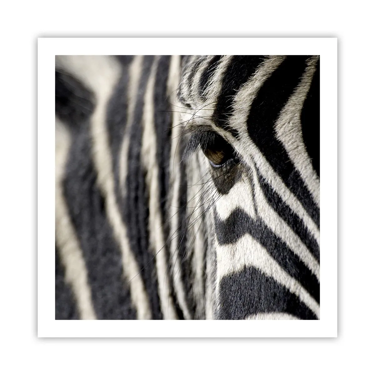 Poszter - Csíkos portré - 60x60 cm