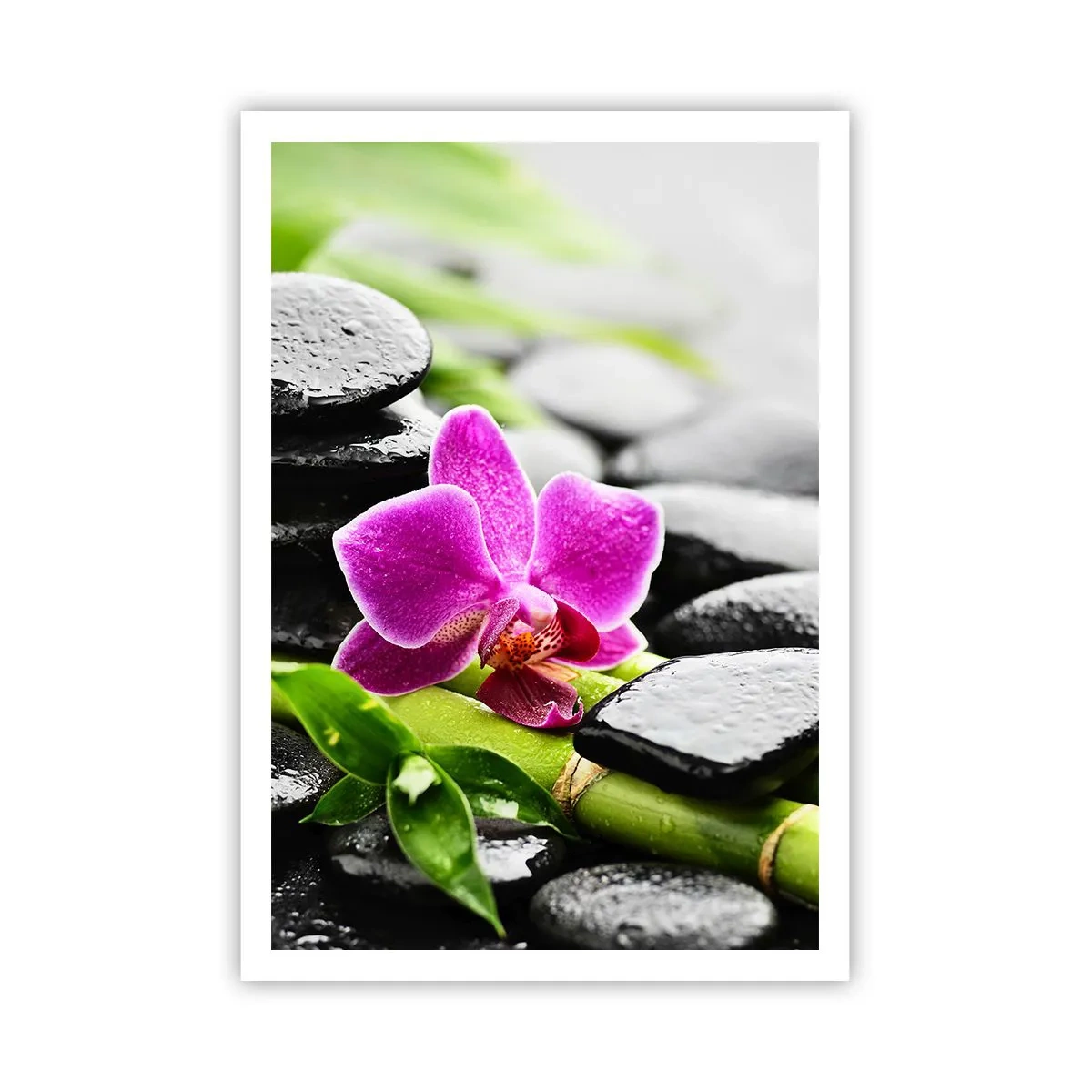 Poszter - Nyugodt egyensúlyban - 70x100 cm