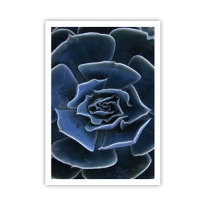 Poszter - A sivatag virága - 70x100 cm