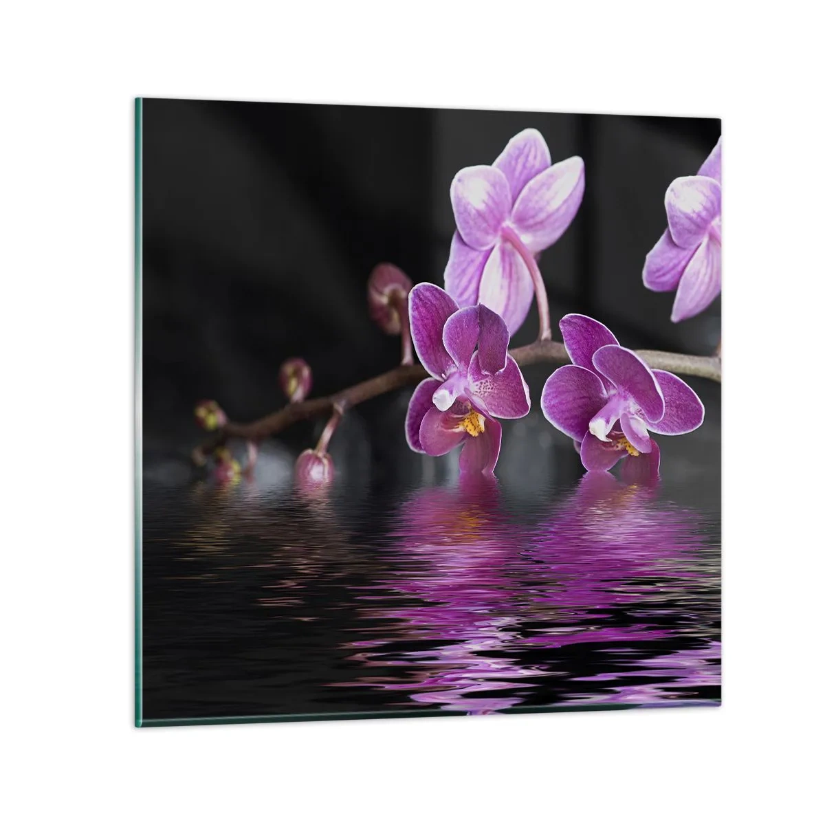 Üveg kép - Lila a szépség tükörképe - 60x60 cm