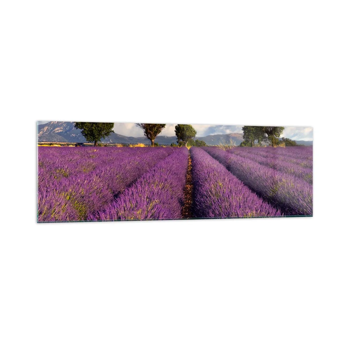 Üveg kép - Levendula mezők - 160x50 cm