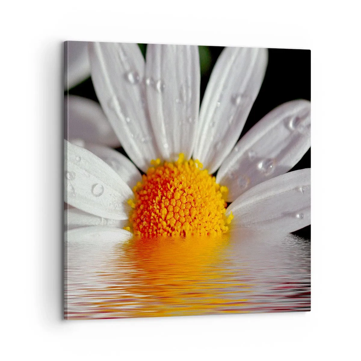 Vászonkép - A százszorszép felkelő napja - 60x60 cm