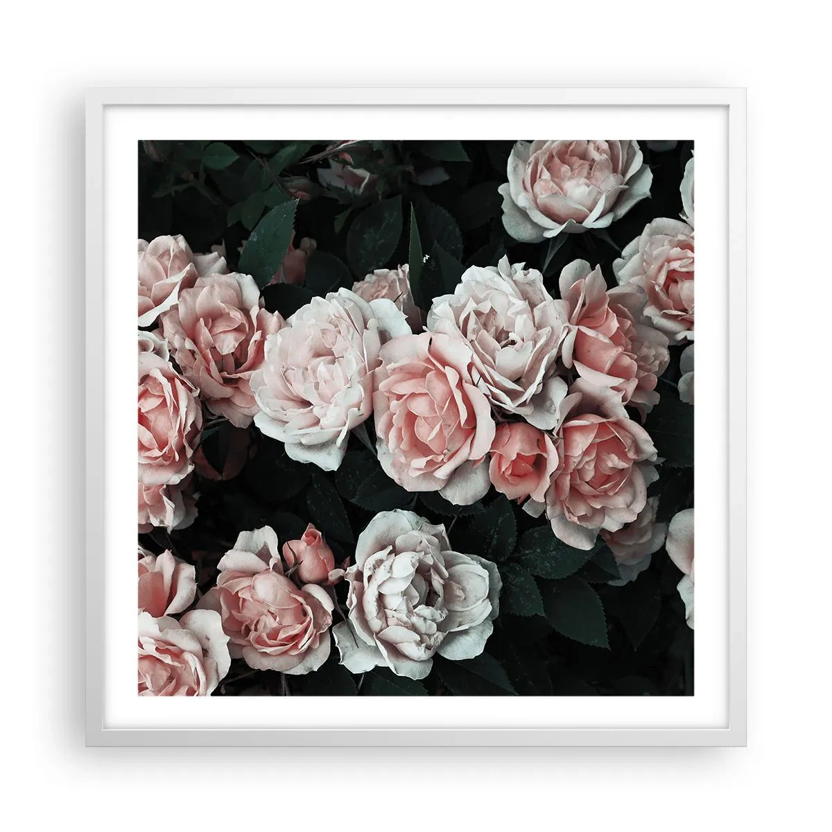 Poszter fekete keretben - Rózsaszín ansamble - 60x60 cm