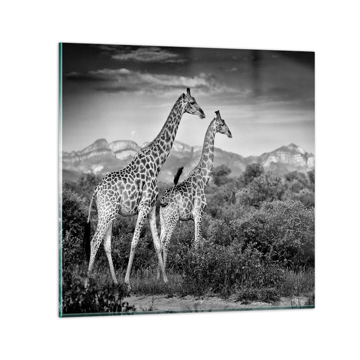 Üveg kép - Magas rangok Afrikában - 50x50 cm
