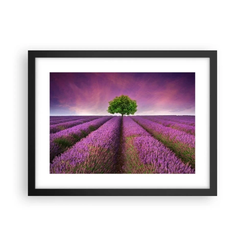 Poszter fehér keretben - Levendulaföldeken - 40x30 cm