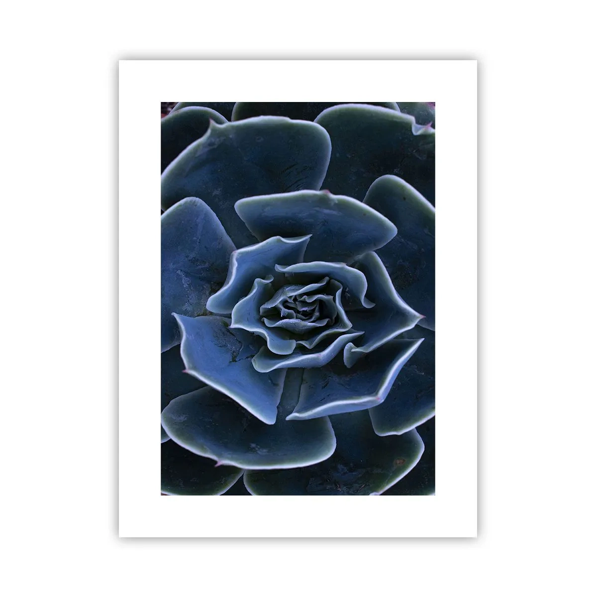 Poszter - A sivatag virága - 30x40 cm