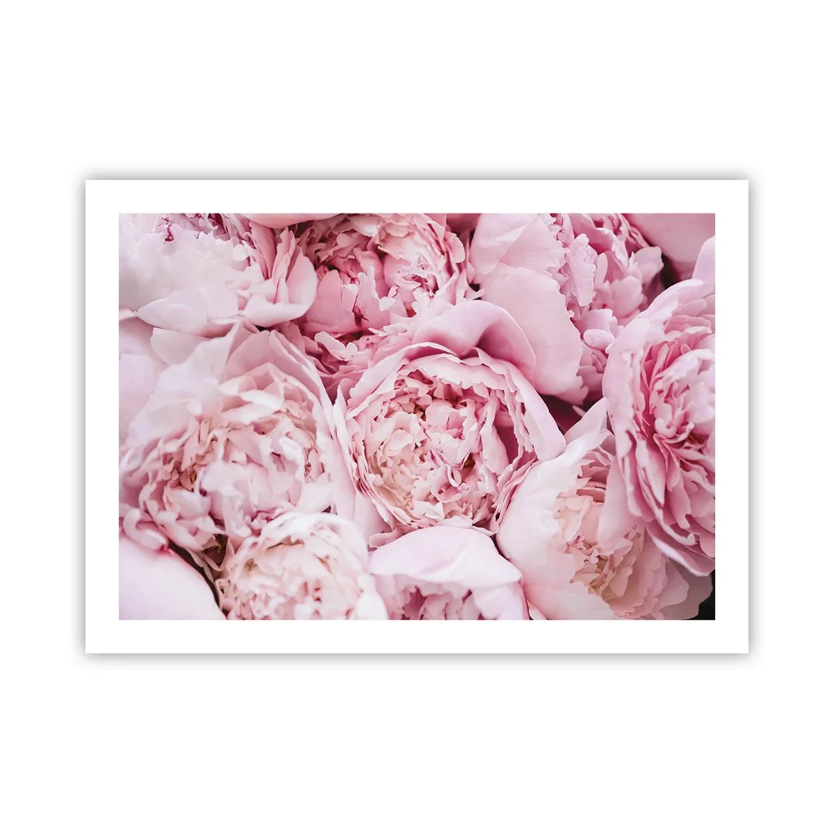 Poszter - Átölelve és illatos - 70x50 cm