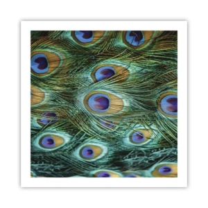 Poszter - Pávaszemű pillantás - 60x60 cm