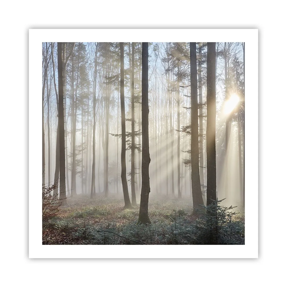 Poszter - A köd is felébredt - 60x60 cm