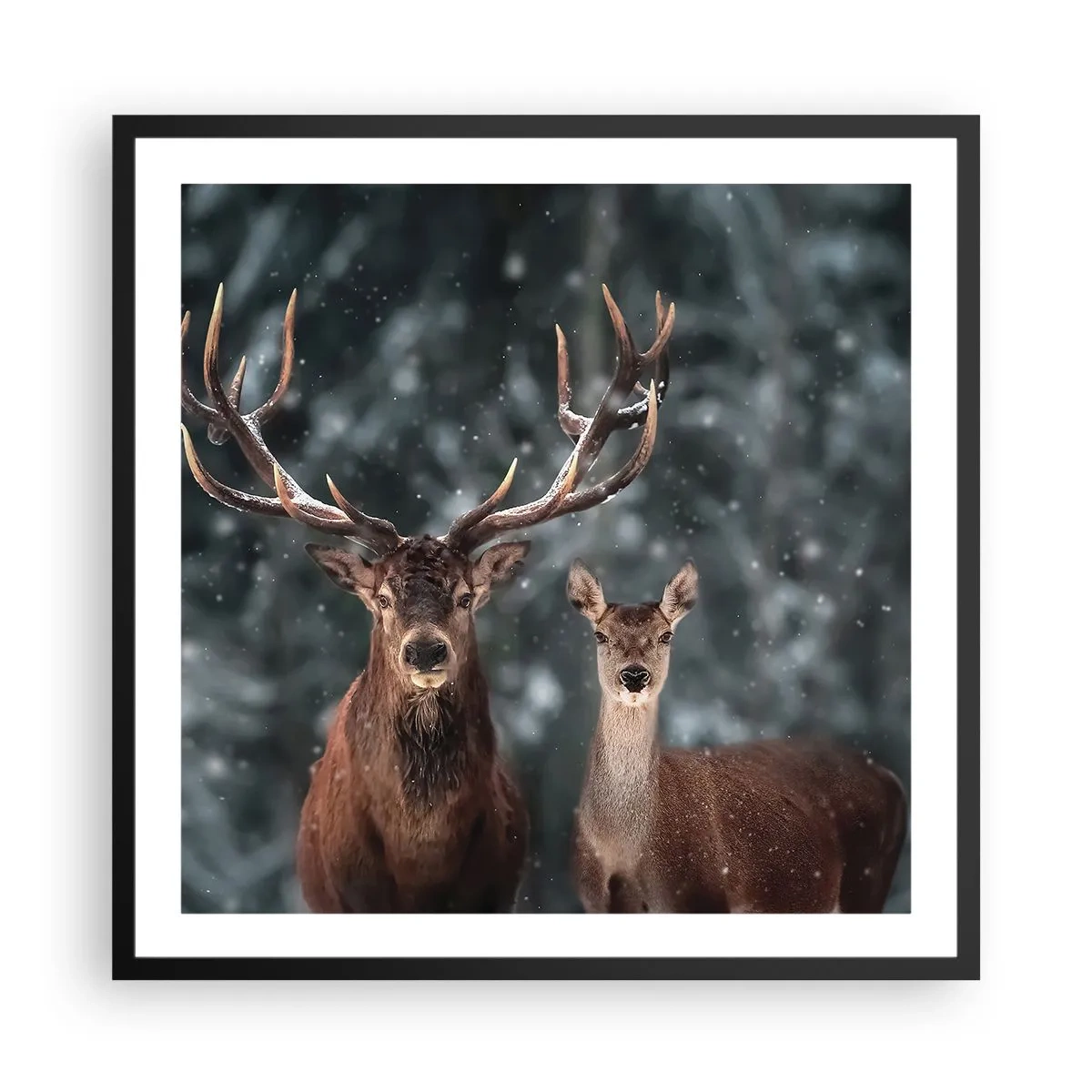 Poszter fehér keretben - Az erdő ura a feleségével - 60x60 cm