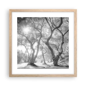 Poszter világos tölgy keretben - Egy olajfaligetben - 40x40 cm
