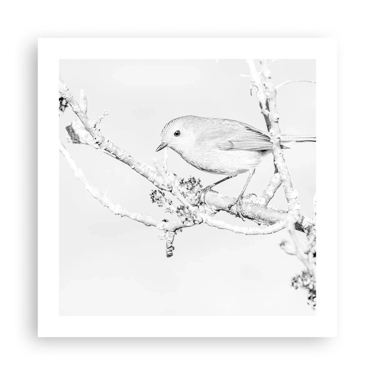 Poszter - Téli reggel - 50x50 cm