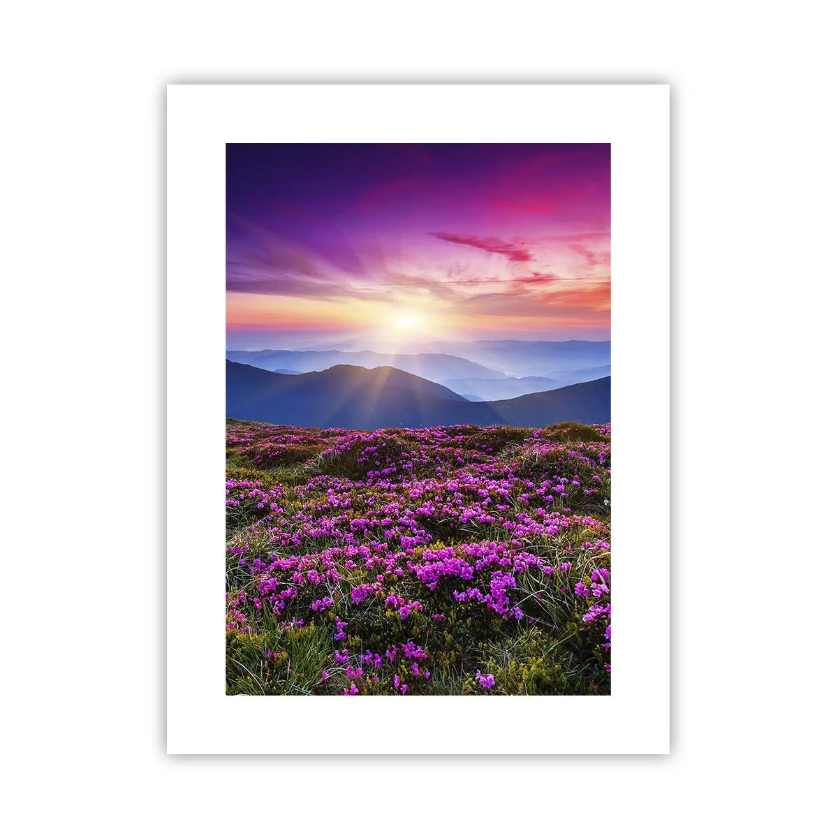 Poszter - A gyógynövények friss fürtjei illatoztak a mezőkről - 30x40 cm