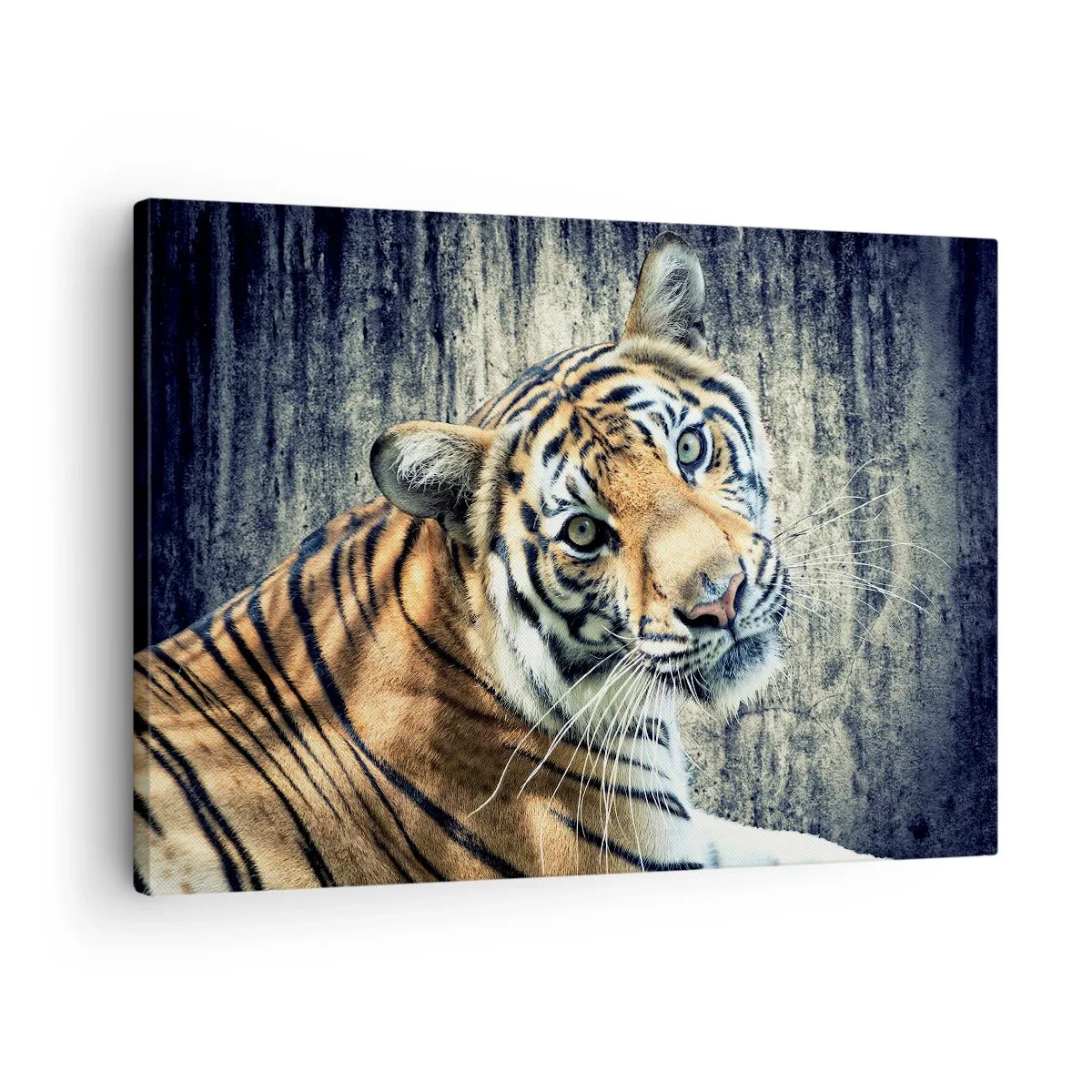 Vászonkép - Egy tigris fekszik egy durva textúrájú falnak - 70x50cm - Portré a fénysugárban - Modern fali dekoráció nappalihoz és hálószobához ARTTOR