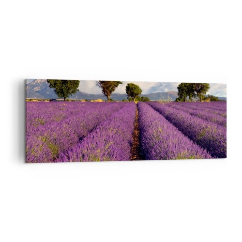 Vászonkép - Levendula mezők - 140x50 cm