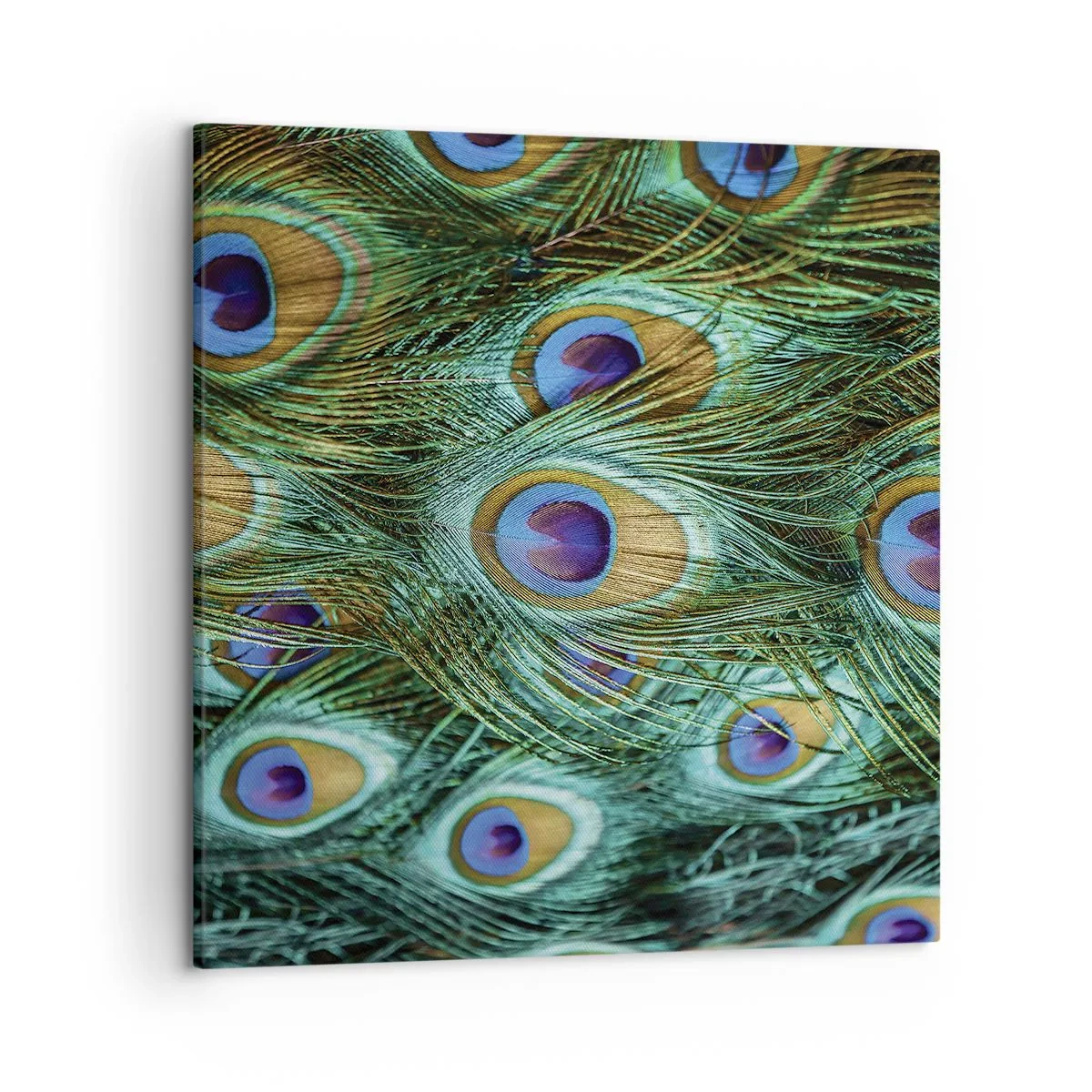Vászonkép - Pávaszemű pillantás - 50x50 cm
