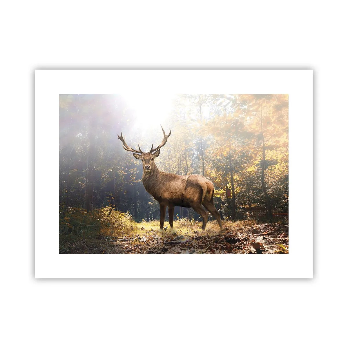 Poszter - Teljes fenségben - 40x30 cm