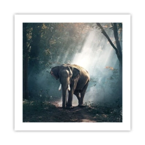 Poszter - Nyugodt séta - 50x50 cm