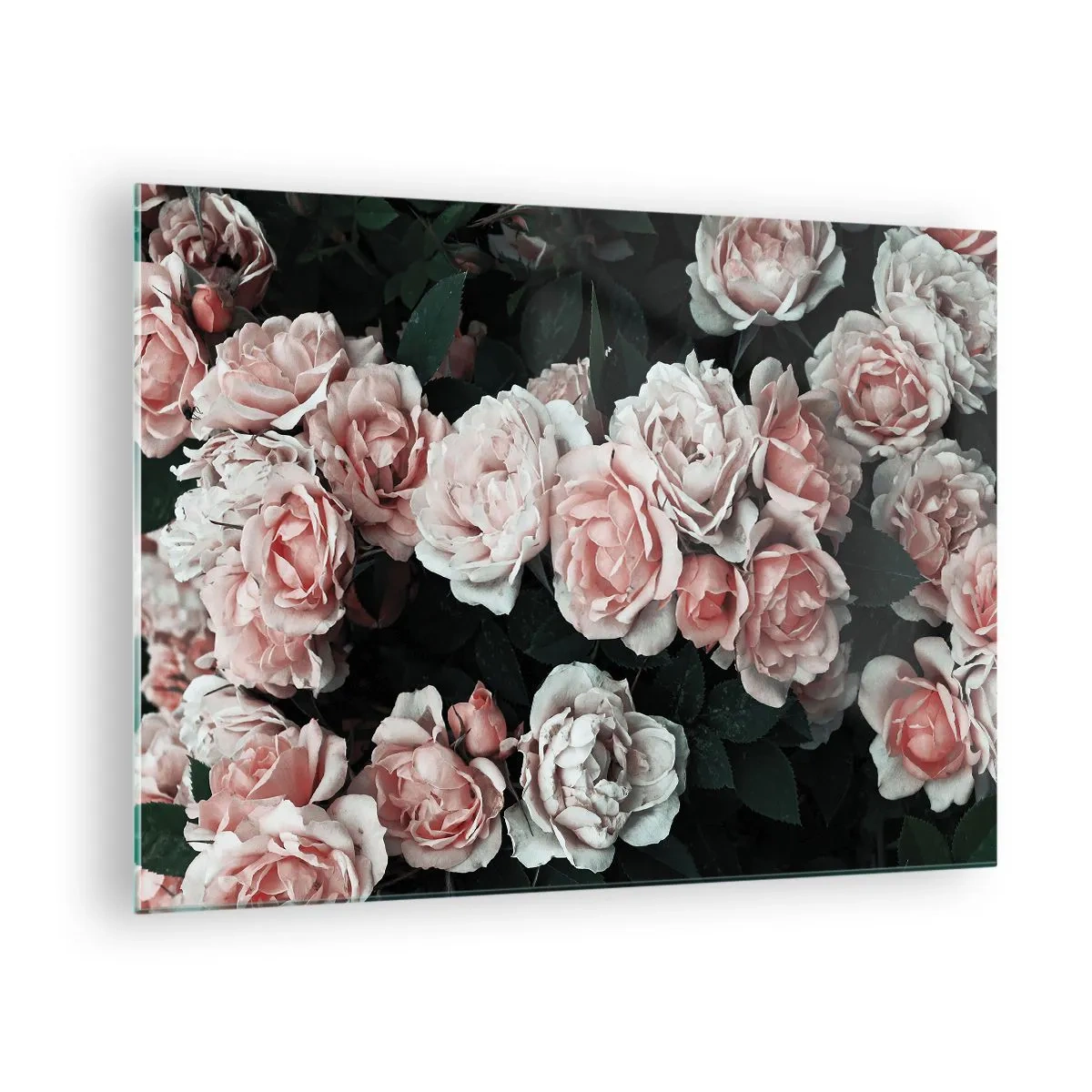 Üveg kép - Rózsaszín rózsa csokor közeli képe sötét háttér előtt - 70x50cm - Rózsaszín ansamble - Modern fali dekoráció nappalihoz és hálószobához ARTTOR