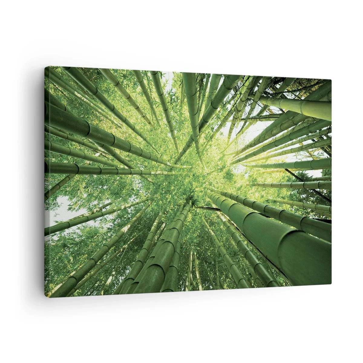 Vászonkép - Kilátás felfelé egy zöld bambuszligeten keresztül - 70x50cm - Egy bambuszligetben - Modern fali dekoráció nappalihoz és hálószobához ARTTOR