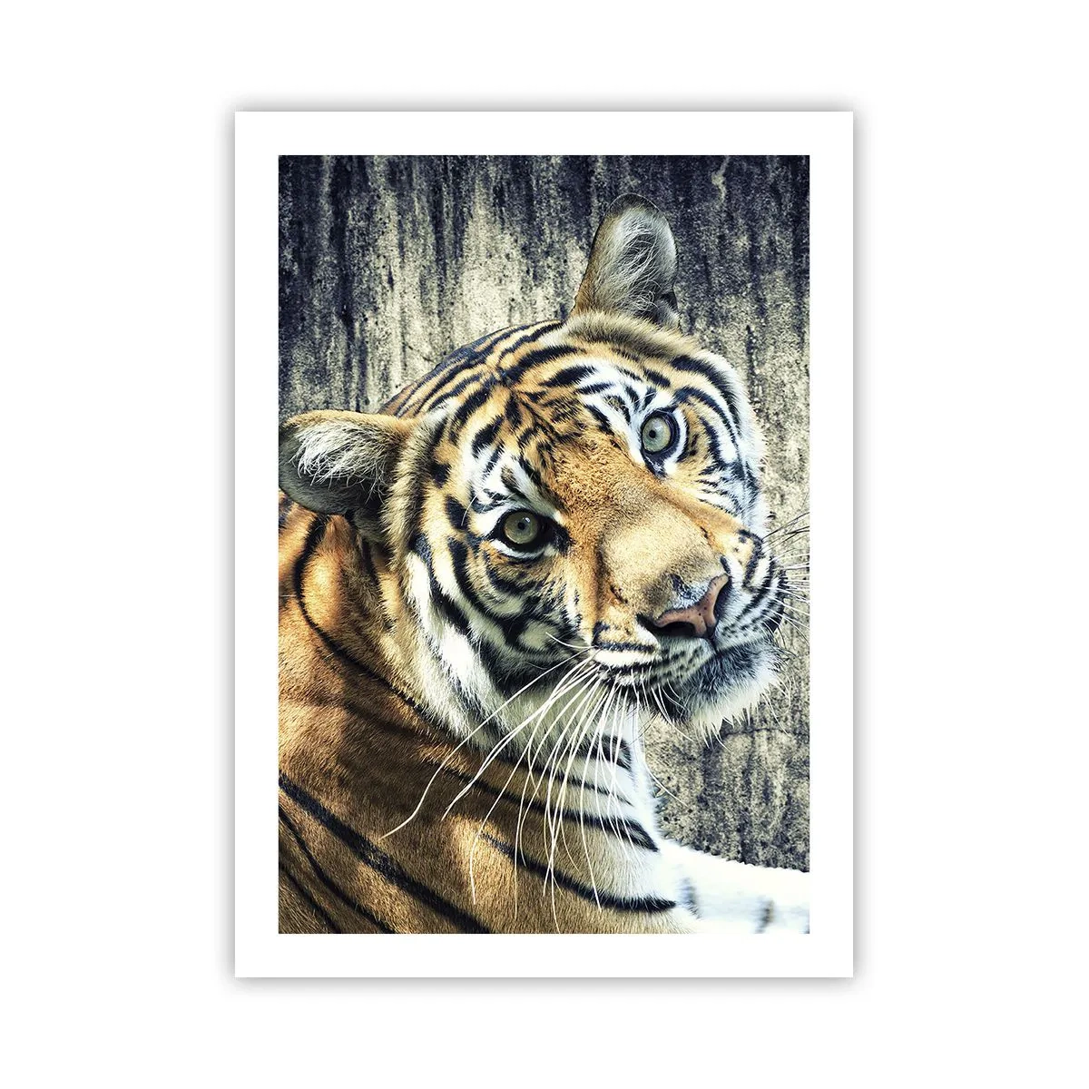 Poszter - Portré a fénysugárban - 50x70 cm