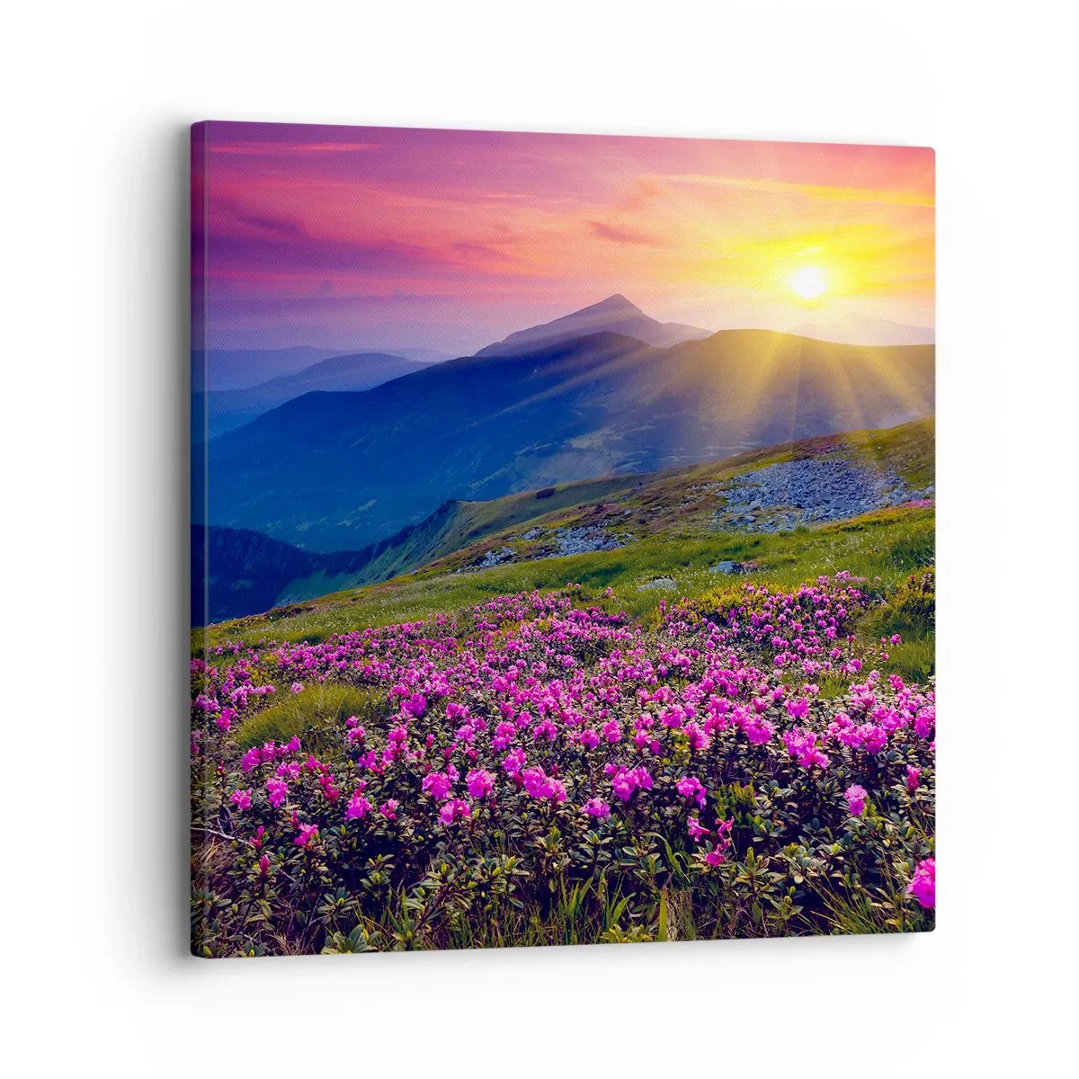 Vászonkép - … És körülötte hegyi fenyő és gyógynövények illata - 30x30 cm