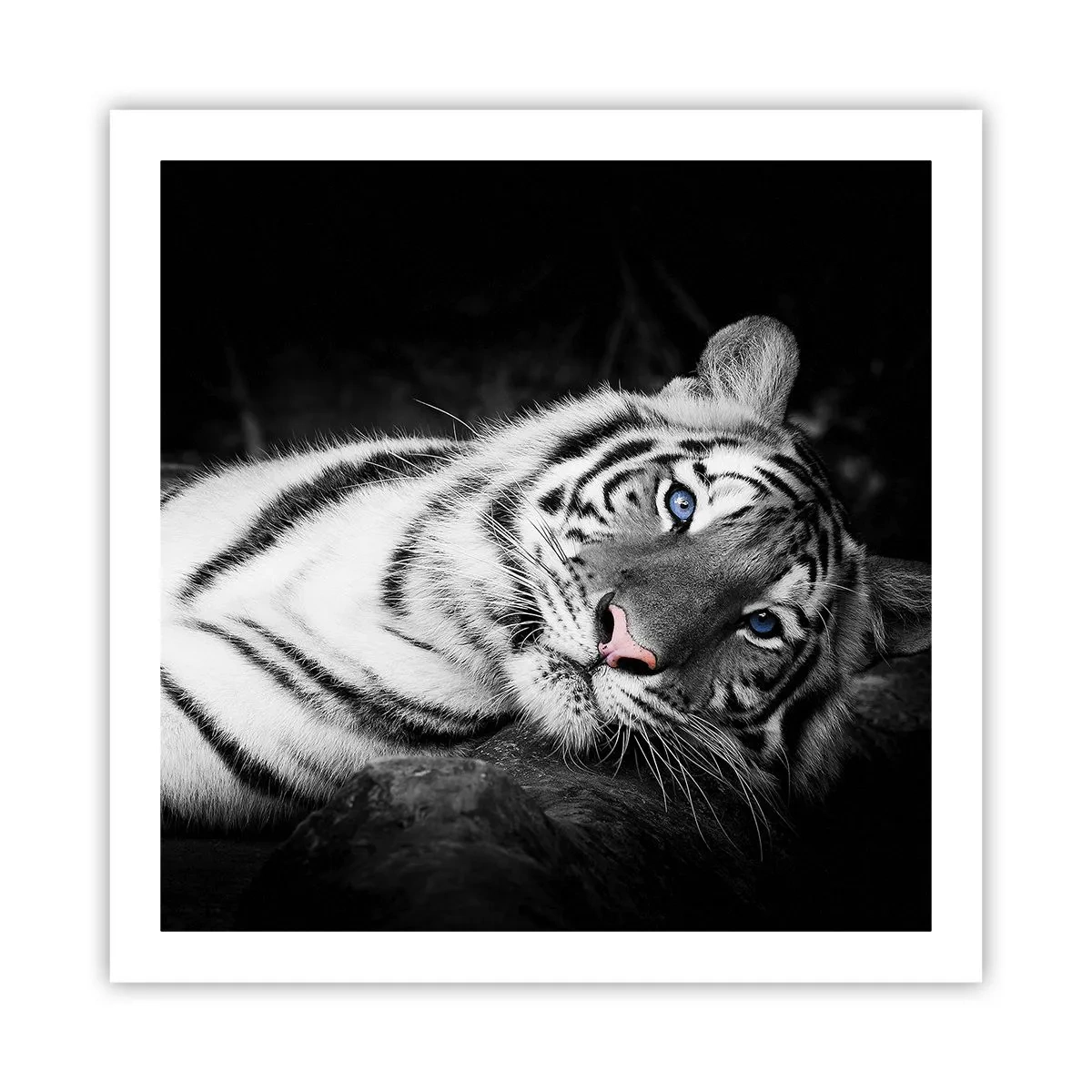 Poszter - Vadság és nyugalom - 60x60 cm