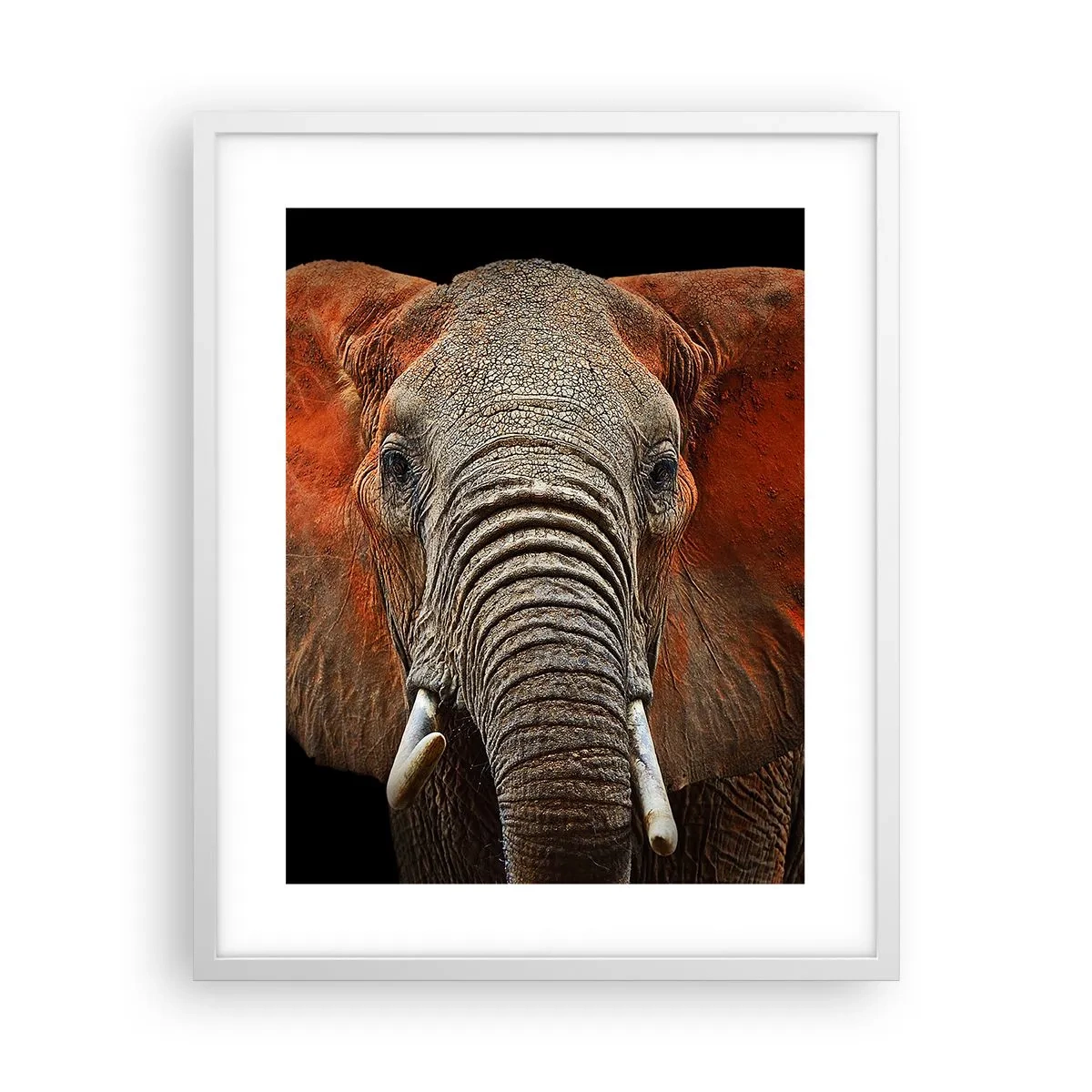 Poszter fekete keretben - Én vad vagyok, és te? - 40x50 cm