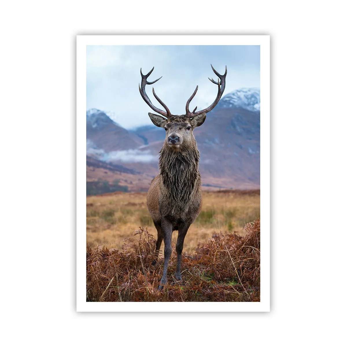 Poszter - Saját földön - 70x100 cm