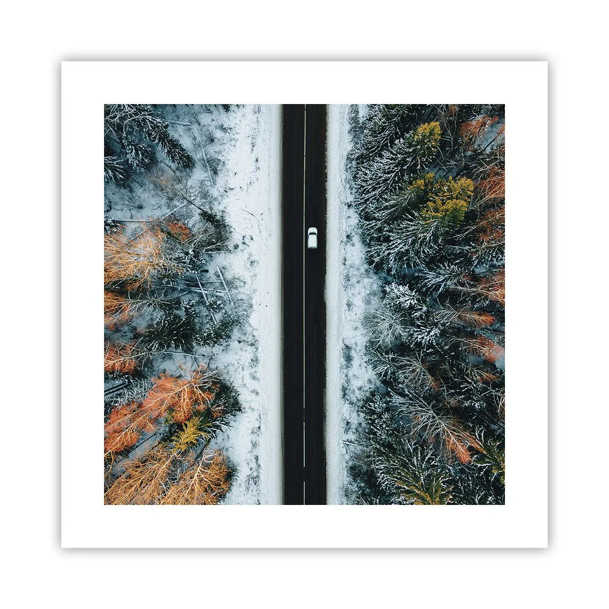 Poszter - Átvágni a téli erdőn - 40x40 cm