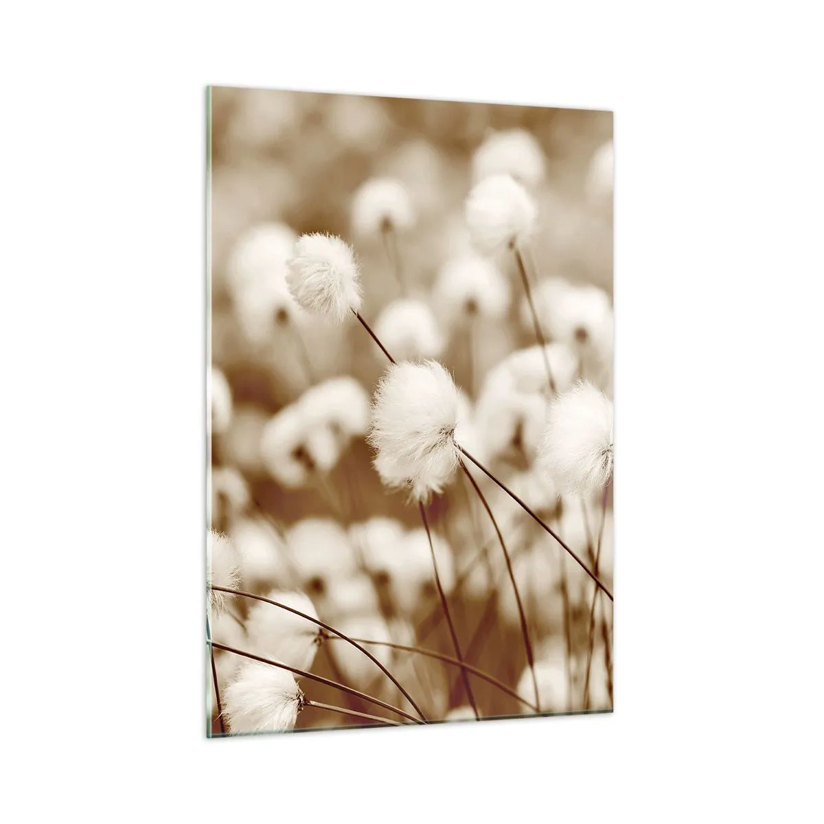 Üveg kép - Bolyhos termés - 50x70 cm