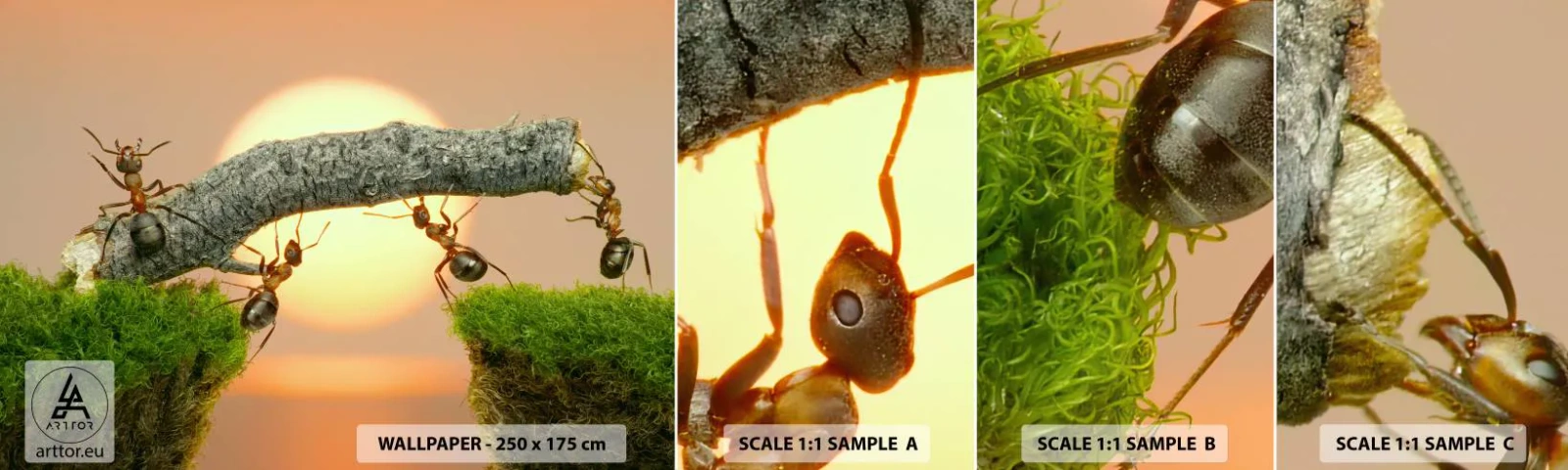 Fotótapéta Minta Öntapadós Deluxe Sticker - Boldog, közös munka - Természet, Hangyák, Napnyugta - 100x30 cm