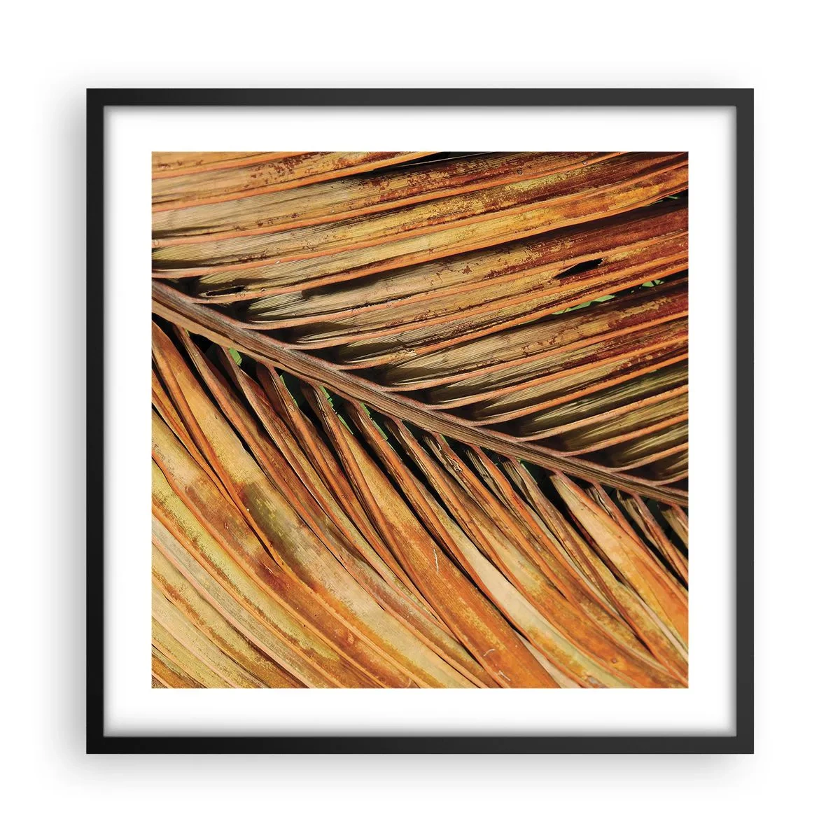 Poszter fehér keretben - Kókusz aranya - 50x50 cm