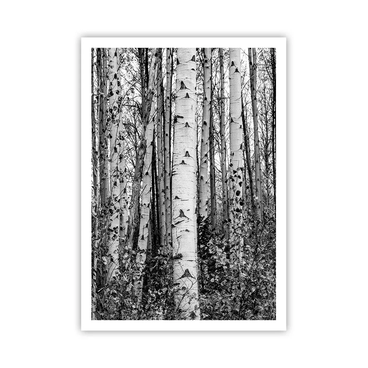 Poszter - Nyírfa oszlopsor - 70x100 cm