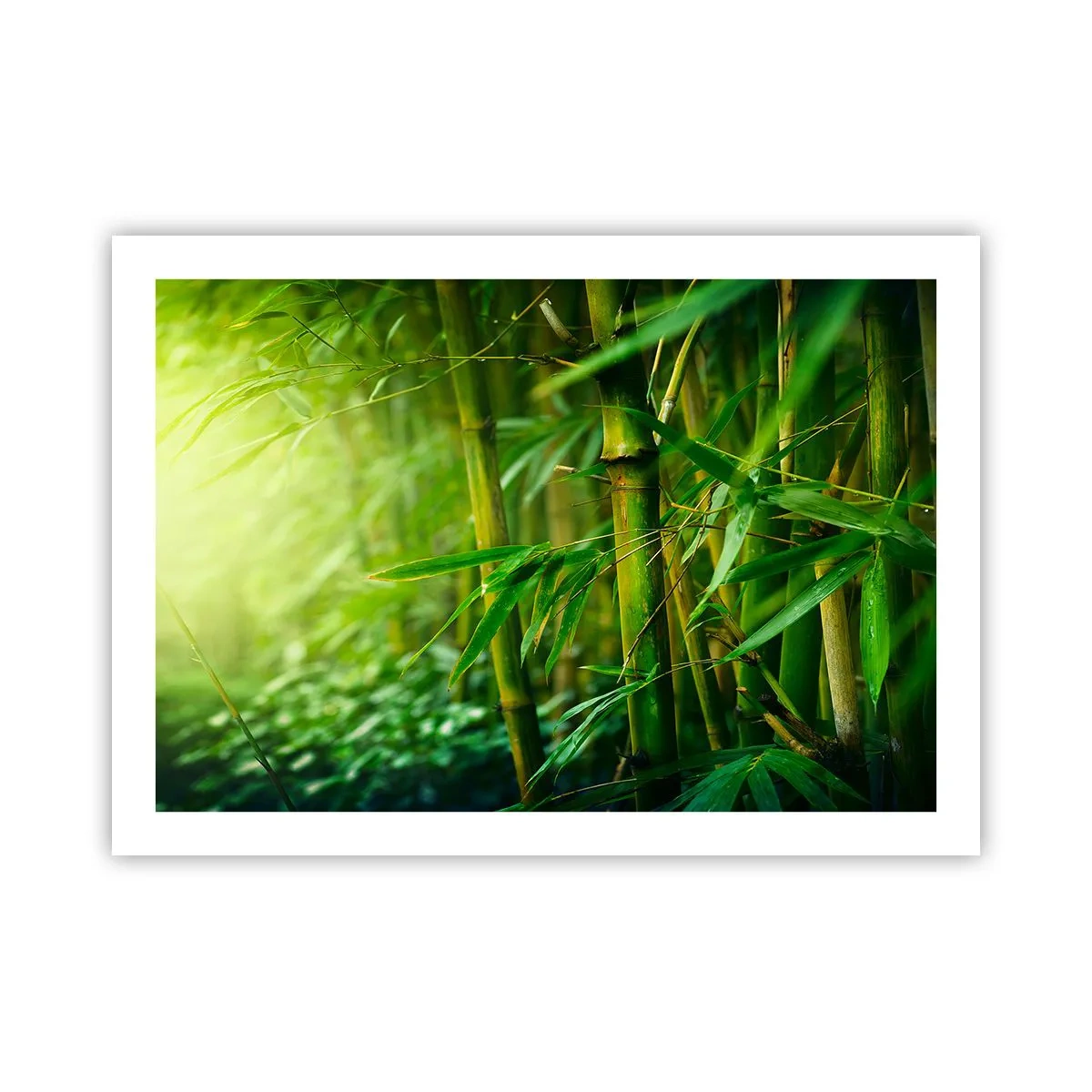 Poszter - Megismerni magát a zöldet - 70x50 cm